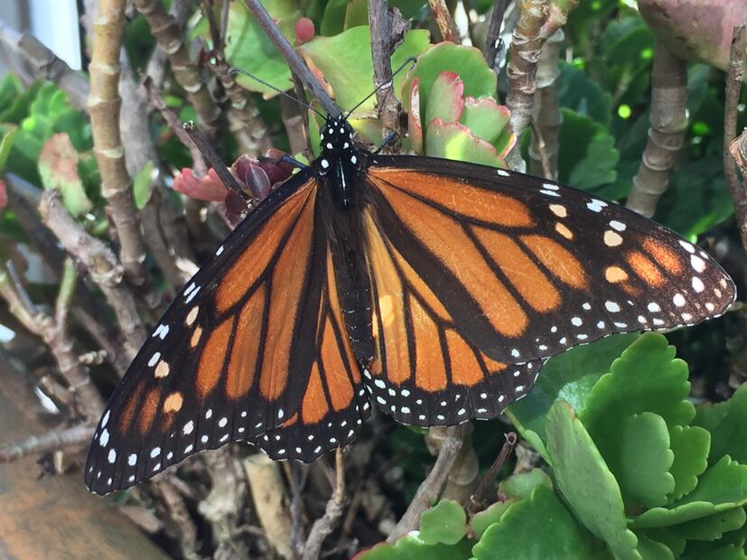 Mariposas monarca se posan sobre plantas de algodoncillo. (© O. Vidal/P. Cendón)