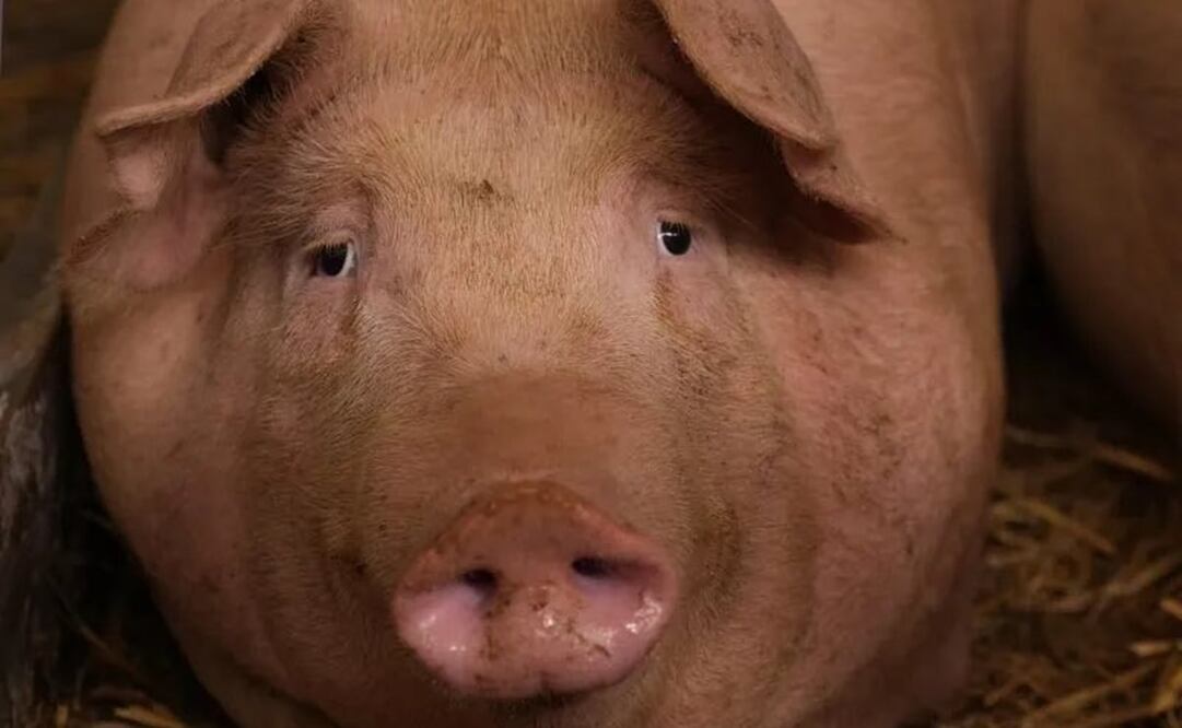 El cerdo infectado dio positivo el martes, cuatro días después de que aves de corral de la misma granja dieran el mismo resultado a este virus. Foto: X @AFpost