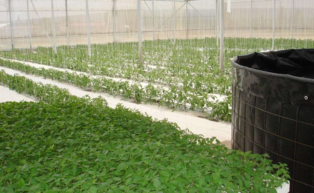 Diversos proyectos productivos han sido apoyados por Sedesol. Foto: Archivo/El Universal