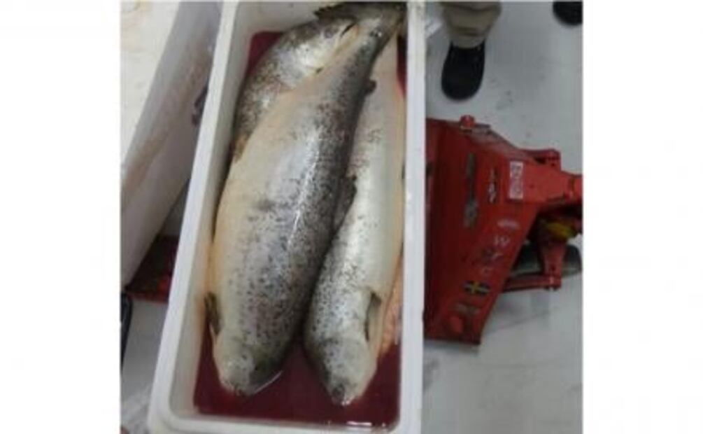 Decomisan media tonelada de salmón en mal estado en AICM