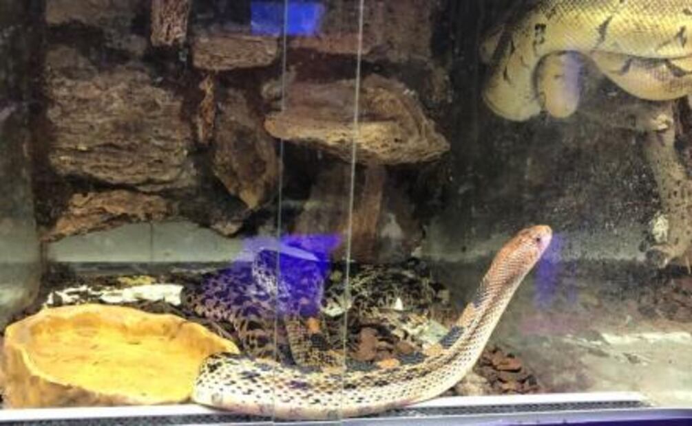 Decomisan cocodrilos, serpientes y tortugas en mercado de la colonia Morelos