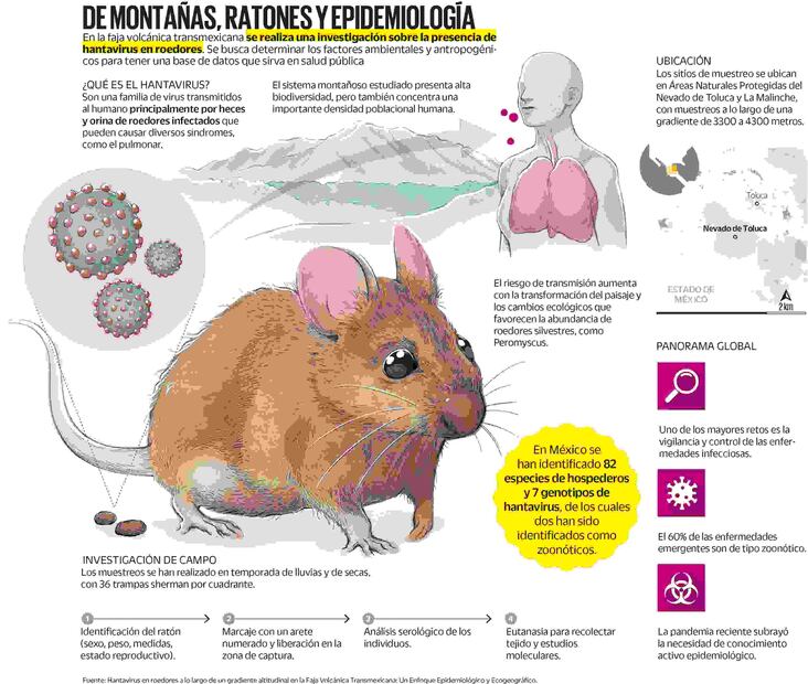 Infografía: Elaboración propia