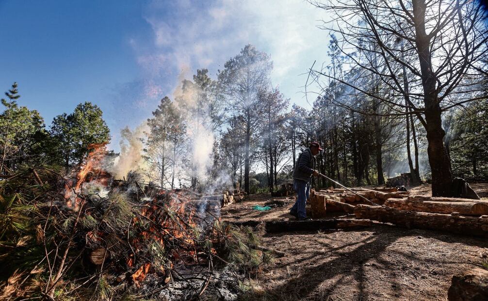 Deben quemar los árboles enfermos
para poder erradicar la plaga. Foto: Gabriel Pano / El Universal