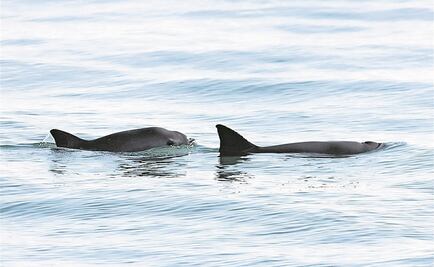 ​Exhorta PRD prohibir redes de enmalle para proteger a la vaquita marina