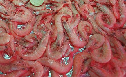 Crean prótesis ortopédicas con cáscaras de camarón