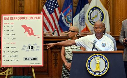 Nueva York adopta una trampa a base de alcohol como nueva arma contra ratas