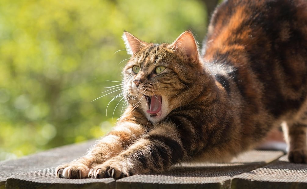 El establecimiento de la fecha tiene que ver con el comportamiento característico de los gatos de tomar el sol. Foto: Pixabay