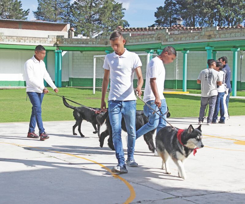 Con el programa Dejando Huella, organizado por Reinserta, los jóvenes recluidos en el centro de internamiento Quinta del Bosque aprenden a educar a los perros que conviven con ellos. FOTOS: ESPECIAL