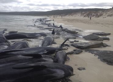 Nearly 400 whales dead in worst mass stranding in Australia's history