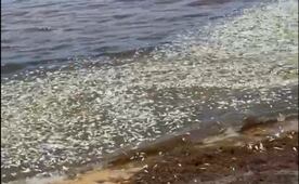 Sargazo en descomposición provoca mortandad de peces en Punta Caracol, Quintana Roo; magnitud del evento supera cualquier antecedente: especialista