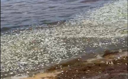 Sargazo en descomposición provoca mortandad de peces en Punta Caracol, Quintana Roo; magnitud del evento supera cualquier antecedente: especialista