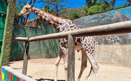 Tras denuncia, Profepa descarta maltrato en Zoológico de Vallarta, Jalisco; confirma buen estado de los animales