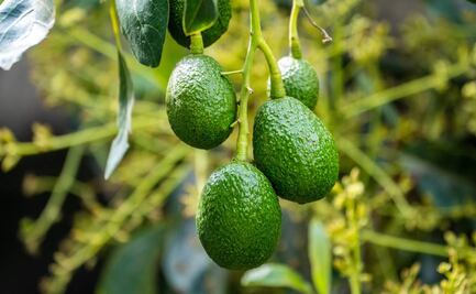 Destinan 5.3 mdp para construir fincas de cultivo de aguacate hass en Morelos