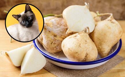 ¿Los gatos pueden comer jícama? Veterinaria responde