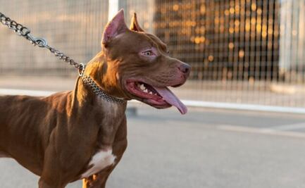 Estos son los mejores nombres para perros de raza pitbull; adiestradora canina lo explica
