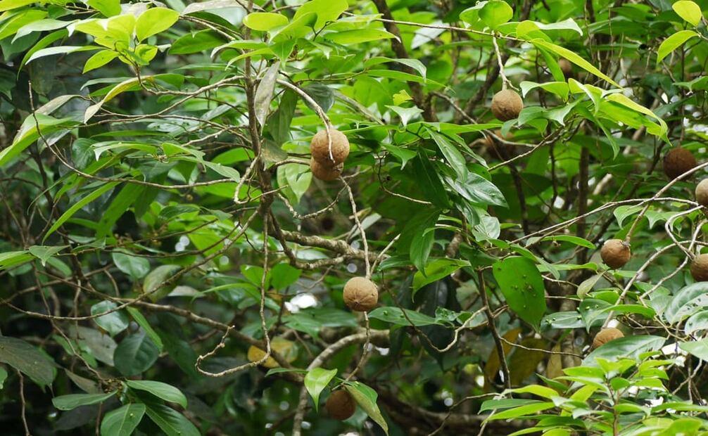 Planta de chaulmoogra, con sus frutos de los que se extrae el curativo aceite. A pesar de sus efectos secundarios tan molestos, el aceite de chaulmoogra continuó como la mejor opción contra la lepra por su bajo costo y amplia efectividad. Sitios como Hawaii, Filipinas y gran parte de Asia recurrieron a sus ungüentos, cápsulas o inyecciones. Foto: ESPECIAL/Wikimedia Commons.
