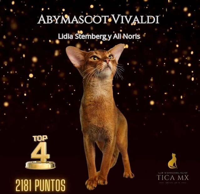 Luis Fernando Peña y su esposa Aly Noris solicitan información sobre su gatito perdido. 
Premios del gatito "Vivaldi"
Fotos: Especial