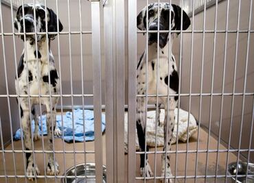 Condenan envenenamiento masivo de perros en refugios de Ecuador