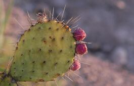 La verdad sobre el NOPAL: Beneficios para la salud, riesgos y la mejor forma de consumirlo