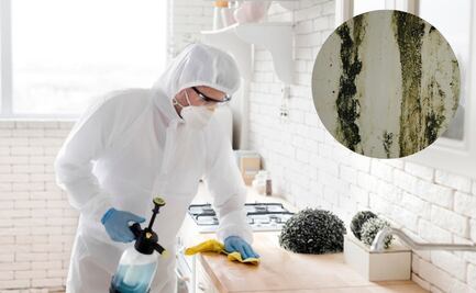 El truco perfecto para limpiar el moho en las paredes de tu hogar; experta lo explica