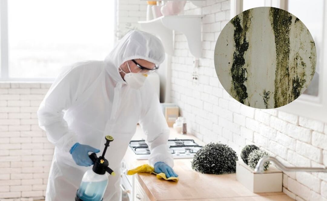 Quitar el moho | Fuente: Freepik.