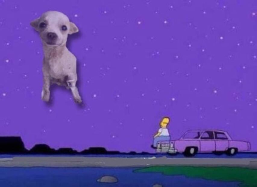 Internet despide a "Pincky", perro chihuahua que defendió su hogar de ladrones