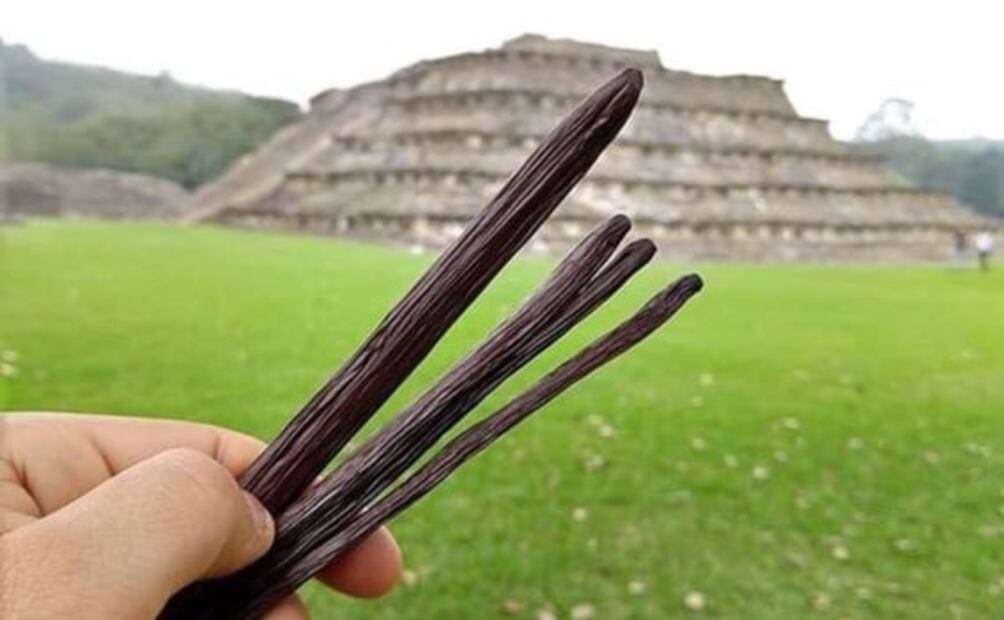 Conoce la magnífica vainilla mexicana