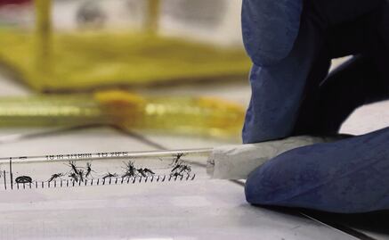 Oleada mundial de dengue enciende alerta epidemiológica