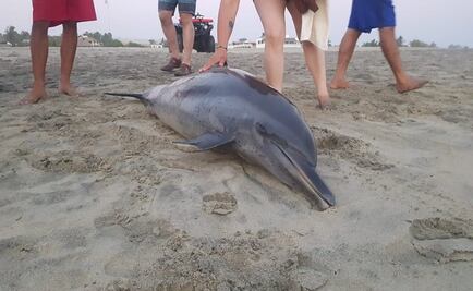 Hallan delfín muerto en playa de Oaxaca