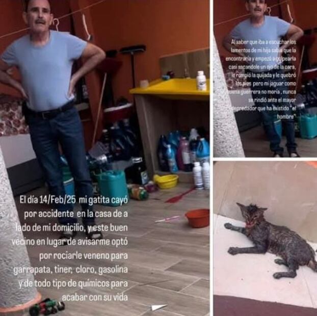 Exigen justicia para gatita que fue agredida en Villahermosa, Tabasco. Foto: Redes sociales