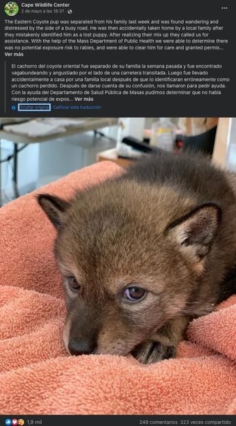 Familia pensó que había rescatado a un perro de la calle, pero resulto ser un coyote 