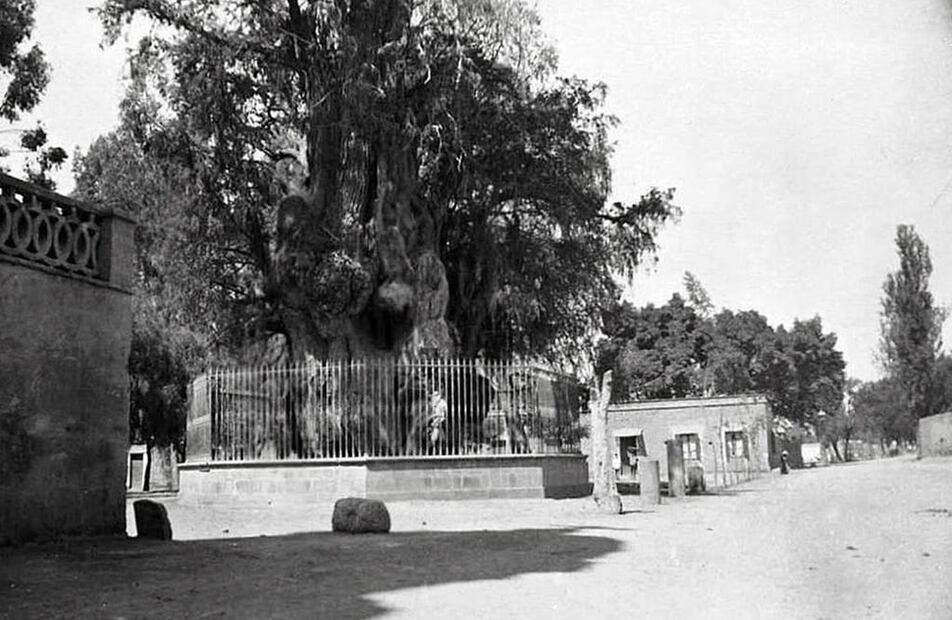 El Árbol de la Noche Triste y sus alrededores en una toma de 1889. A la izquierda, en la esquina con la actual calle de Mar Blanco, se aprecia la barda de la antigua iglesia de San Esteban, que ya en el siglo XX fue reemplazada por el templo actual, dedicado a la Virgen del Pronto Socorro. Imagen: Longwood Collection, Hagley Digital Archives