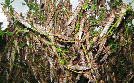 Productores agrícolas de Yucatán advierten sobre mangas de langostas; avistamientos de plaga es por descuido de autoridades