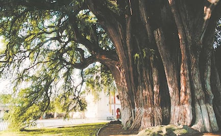 ¿Qué sabemos sobre el ahuehuete? el árbol que engalanará la Glorieta de la Palma