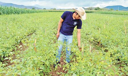 Superávit agroalimentario en México de 603 millones de dólares en enero de 2021