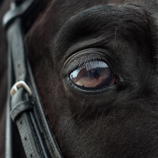 Un caballo como mascota. Fuente: Pixabay