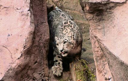 Zoológicos capitalinos buscan certificación internacional