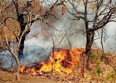 Brigadistas atienden desde varios frentes incendios forestales en dos municipios de Sinaloa; activan albergue