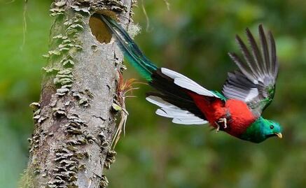 Quetzal, el ave más bella de América en peligro de extinción