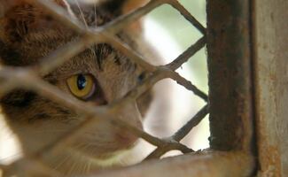 Fundación Haghenbeck entrega 37 gatos a autoridades de CDMX; denuncia condiciones deplorables en Refugio Franciscano