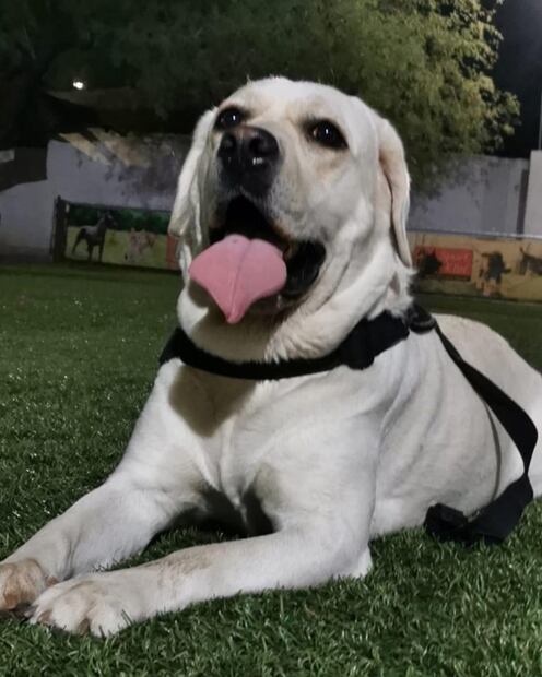 Preparan en Sonora a perros para detección de Covid-19