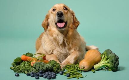 ¿Qué vegetales puede comer tu perro? Conoce la lista aquí