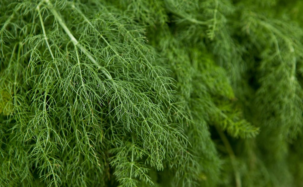 Así puedes sustituir el cilantro en tus comidas. Foto: Unsplash