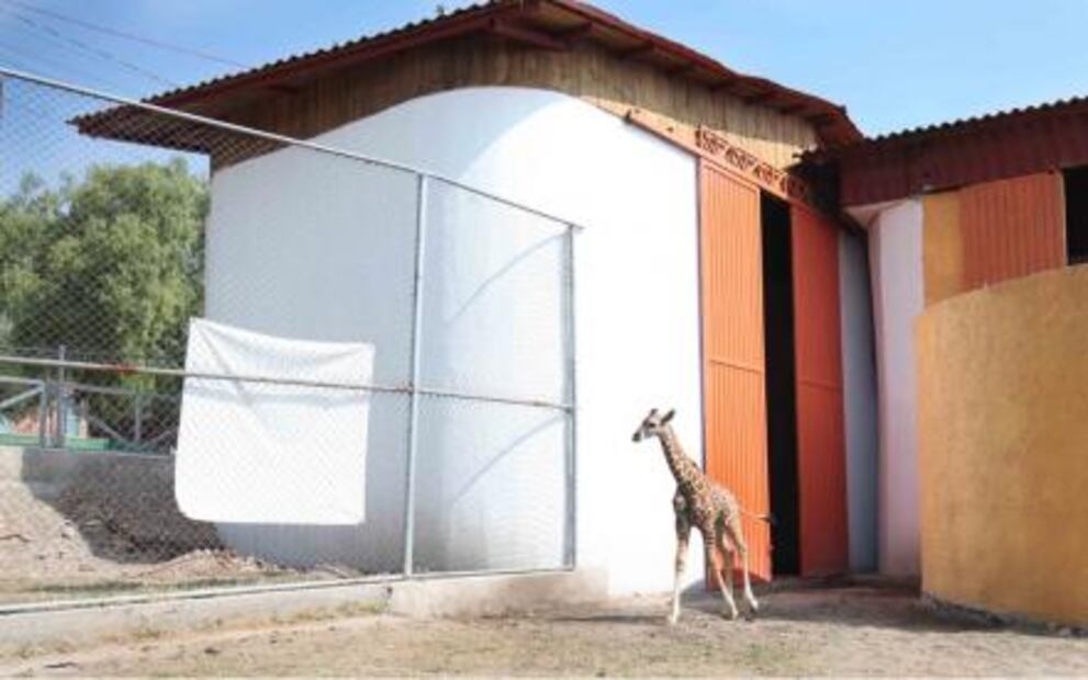 Nace jirafa en Parque Ecológico de Ecatepec