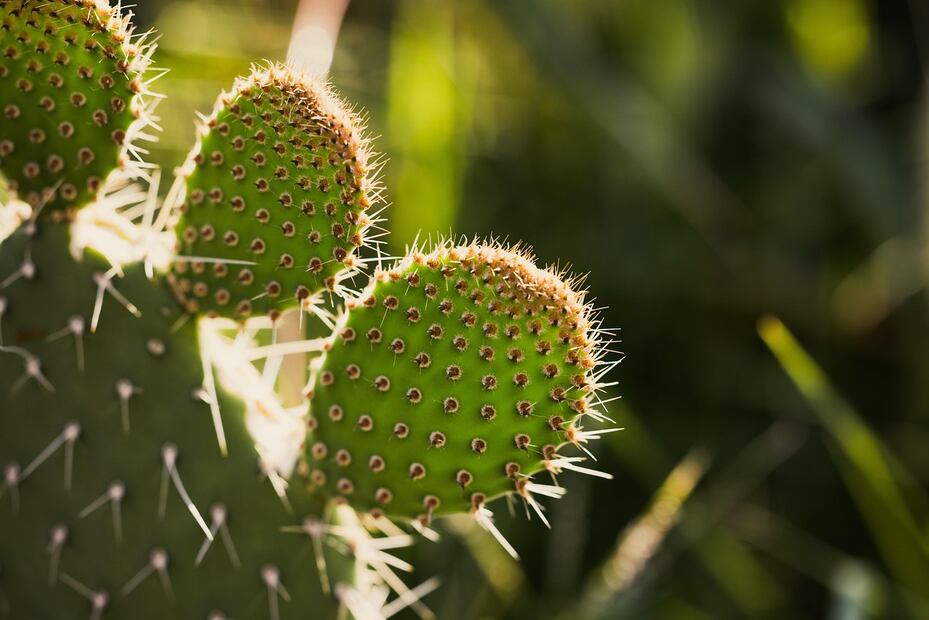 Investigadores continúan explorando nuevas formas de aprovechar los beneficios del nopal. Foto: Pixabay
