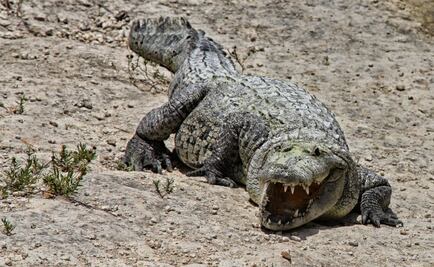 Aseguran 271 animales exóticos en GAM