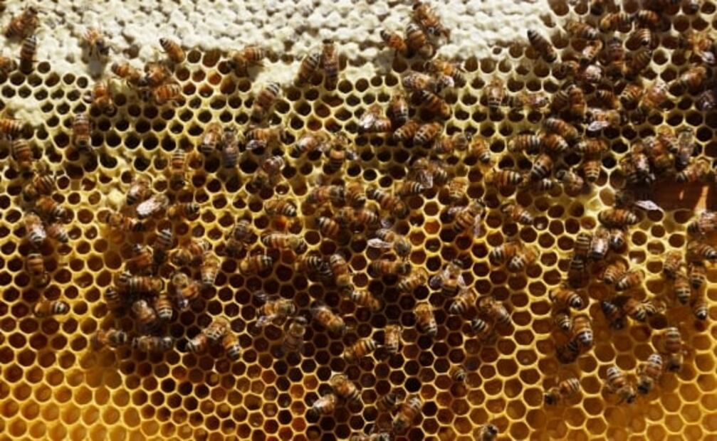 Detectan compuestos radiactivos en miel de abeja de EU a más de 50 años de lluvia nuclear