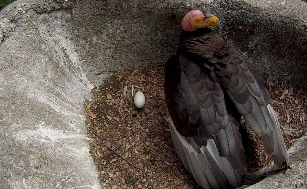 La cría nació el pasado 16 de mayo bajo el cuidado de sus padres "Aquimowon" y "33". Foto: Especial.