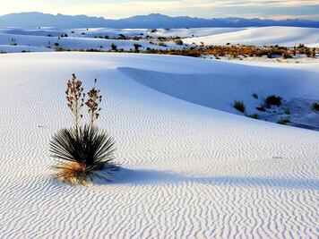 Sigue la Ruta del Desierto mexicano