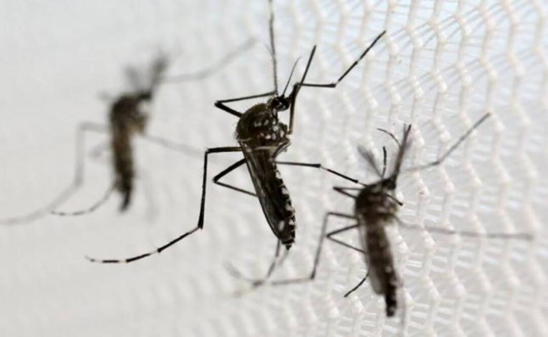 First U.S. Zika virus transmission reported, sexual transmission cited
